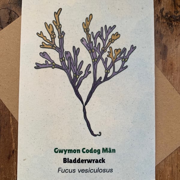 Single Seaweed Greeting Card - Bladderwrack