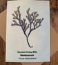 Single Seaweed Greeting Card - Bladderwrack