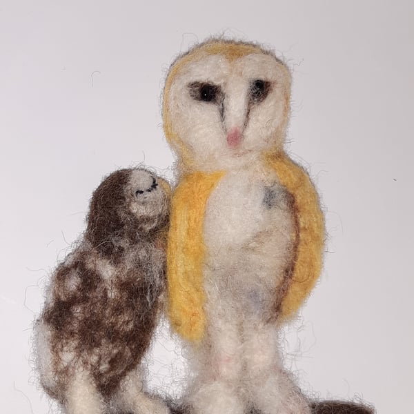 Suggling owls barn owl and little owl 