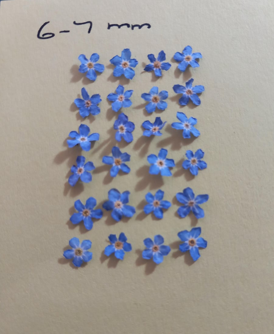 Forget me not dried flowers x 22 6-7mm,Real dried tiny blue flowers Littleflower