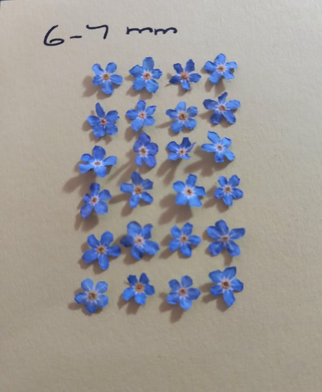 Forget me not dried flowers x 22 6-7mm,Real dried tiny blue flowers Littleflower