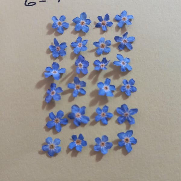 Forget me not dried flowers x 22 6-7mm,Real dried tiny blue flowers Littleflower