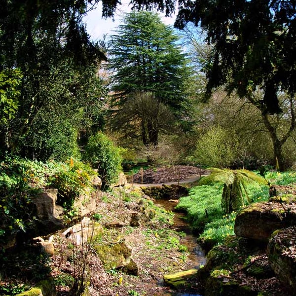 Batsford Arboretum Cotswolds Moreton In Marsh Photograph Print