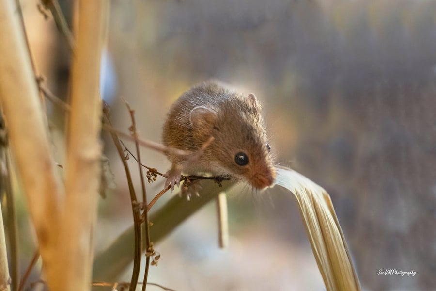 Harvest Mouse (2) Mounted, Hand Signed Limited Edition Photograph (1 of 5)