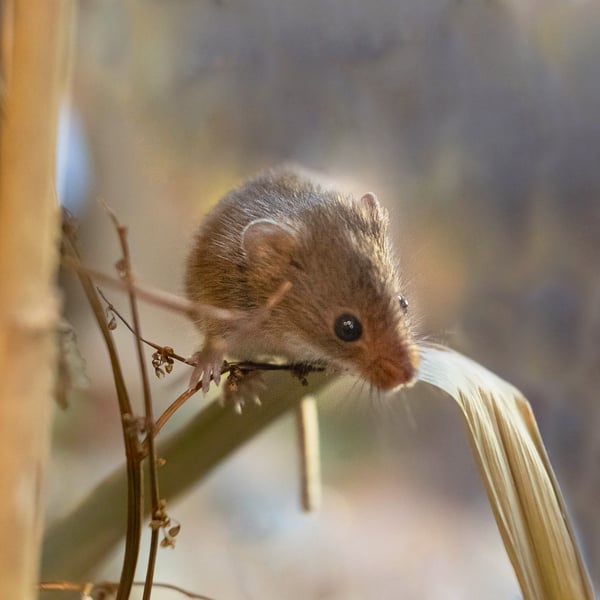 Harvest Mouse (2) Mounted, Hand Signed Limited Edition Photograph (1 of 5)