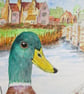 Mallard Duck at Woolbridge. Original painting - Image 2