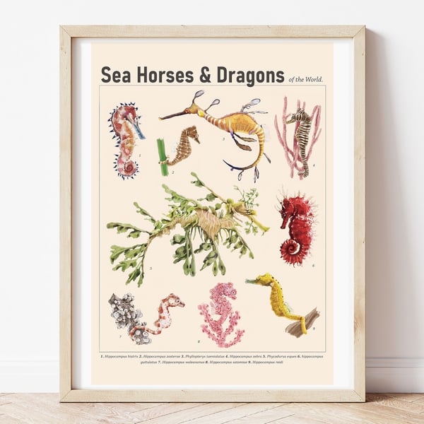 Sea Horses & Sea Dragons Art Print