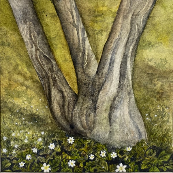 Woodland Anemones Fine Art Print 