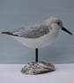 Sanderling on oyster shell - Image 5