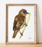 Marsh Warbler A5 Inkjet Print - Image 1