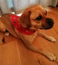 Christmas dog bandana,  dogs in Christmas jumpers, Merry Woofmas! from 4.00 - Image 4