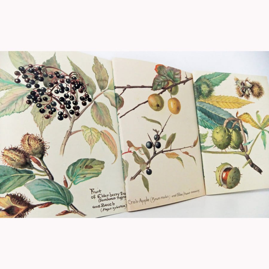 Set of 3 hand-sewn notebooks / journals made from The Country Diary of an Edwardian Lady 