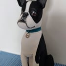 Boston Terrier 