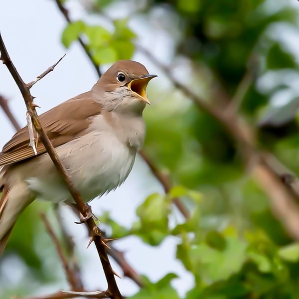 Nightingale Singing - Photographic Print Greetings Card