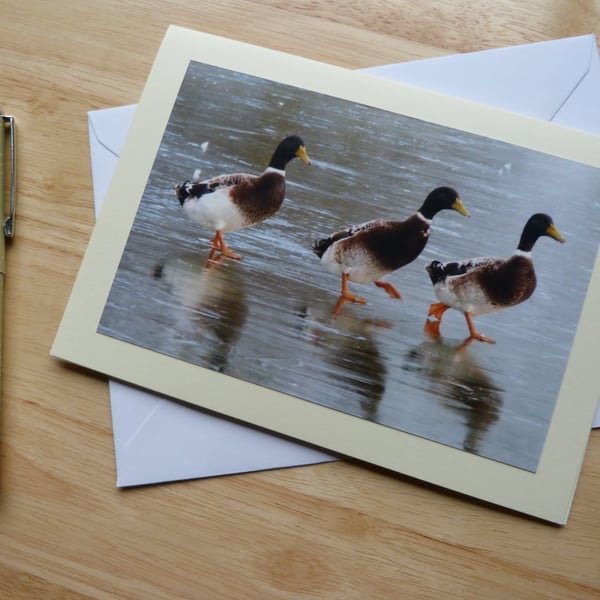 Ducks on Ice Large Photographic Card 7" x 5" (approx. 12.5 x 18cm) Blank