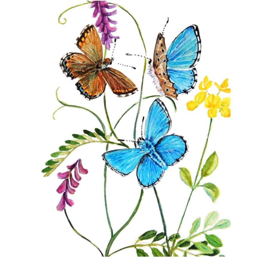  Framed Butterfly and Wild Flower Watercolour Original Painting