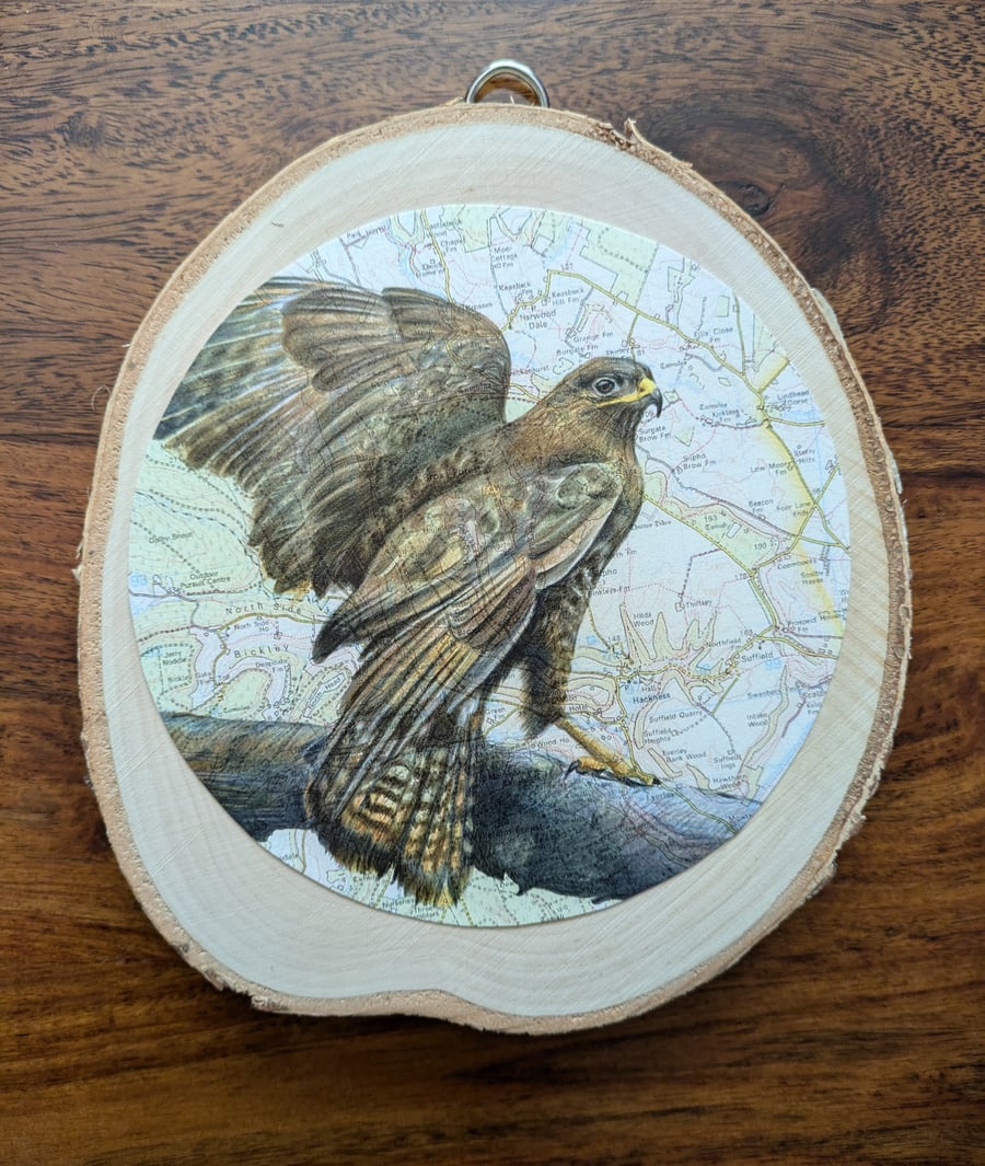 Buzzard print on birch wood