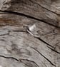 Venus Shell ring - Image 4