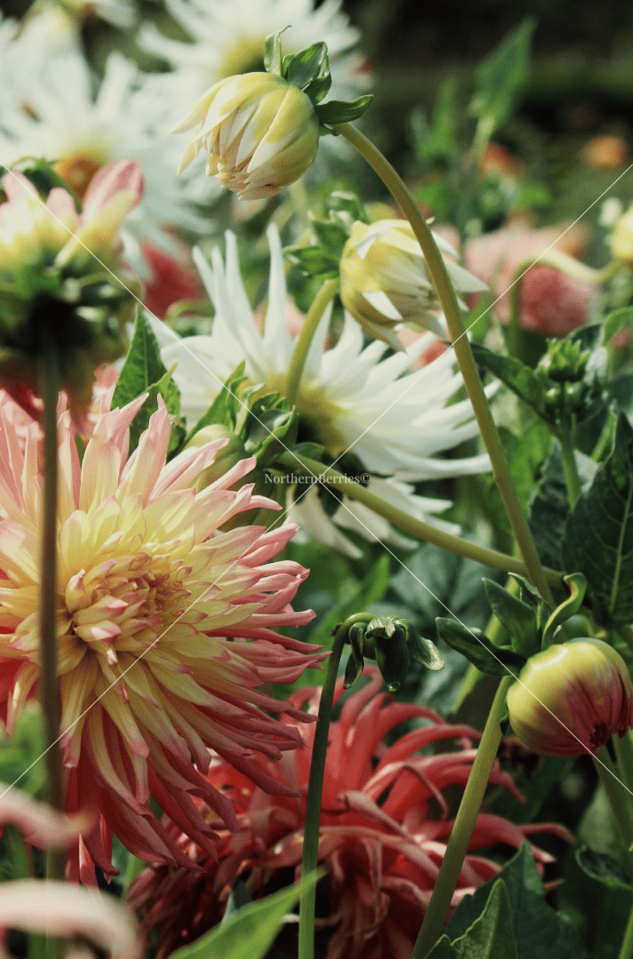Garden Dahlias 
