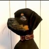 Rottweiler Doorstop 