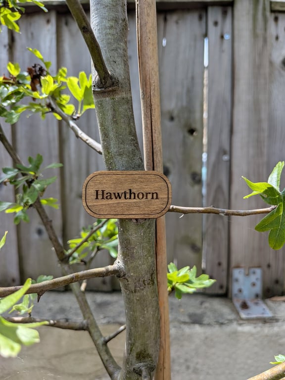 Personalised Wooden Plant Label – Natural Oak Finish, Weather-Resistant