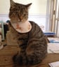 Hand stiched cat bandana. - Image 1