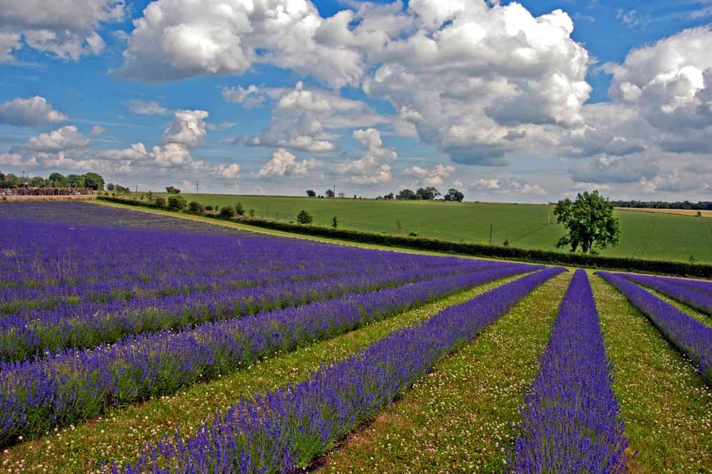 Lavender Field Purple Flowers Cotswolds Photograph Print