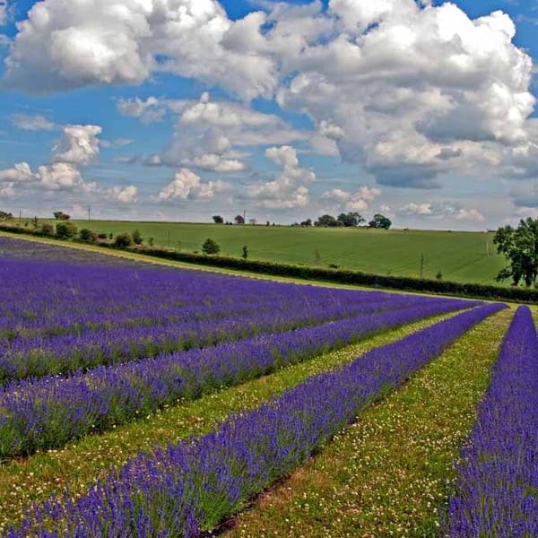 Lavender Field Purple Flowers Cotswolds Photograph Print