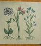 Botanical Peculiarities linocut print - Image 2