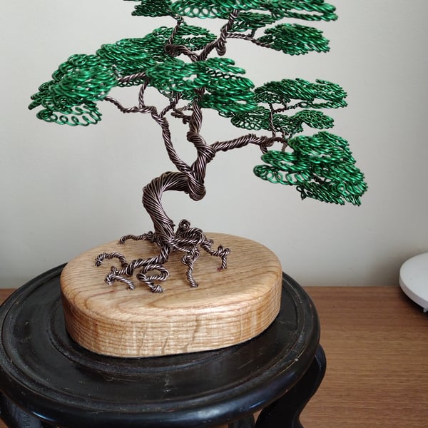 Beautiful green imformal upright wire bonsai tree on oak stand 