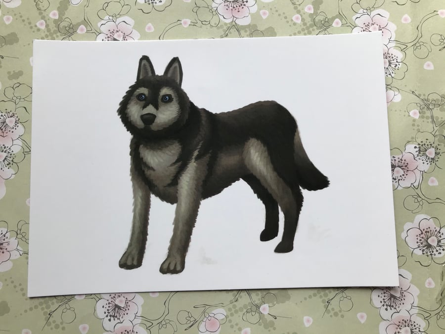 Husky Dog post card