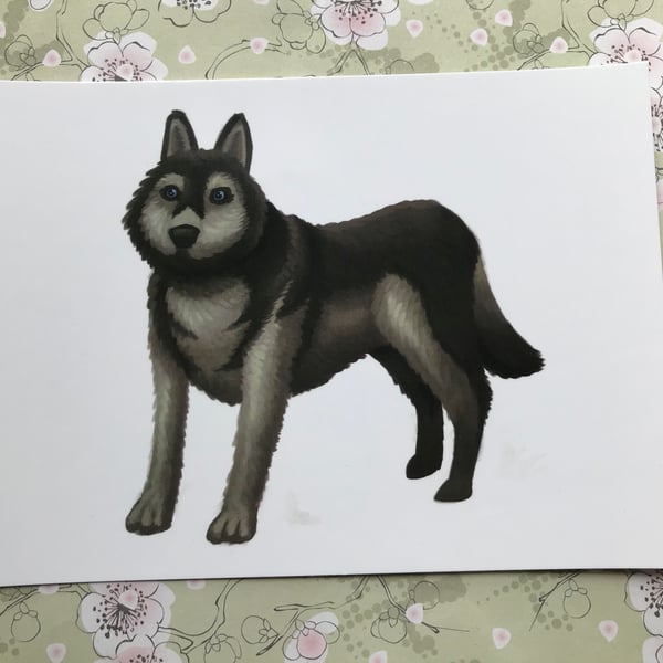 Husky Dog post card