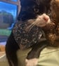 Bandanas for cats in Liberty Tana Lawn - Image 2