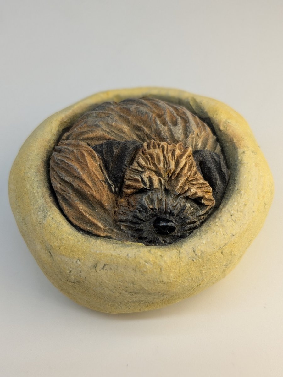 Border Terrier Yorkshire Pudding - 10