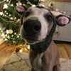 Christmas Dog Reindeer Snood - dog hat - costume