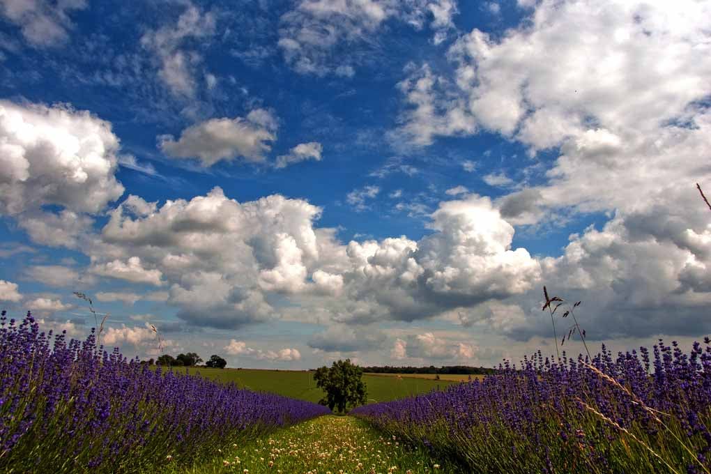 Lavender Field Purple Flowers Cotswolds UK Photograph Print
