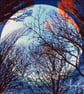 Photograph -Fine Art - Moon with Trees - Image 3