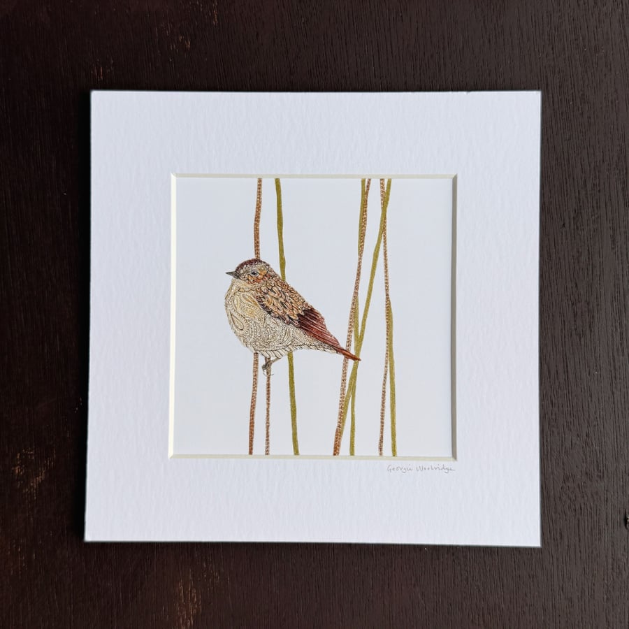 'Whinchat' 8" x 8" Mounted Print