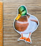 Mallard Duck Sticker - Image 2