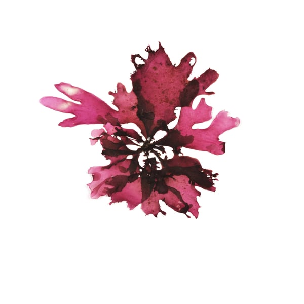 Seaweed art print - Rosy Fan Weed