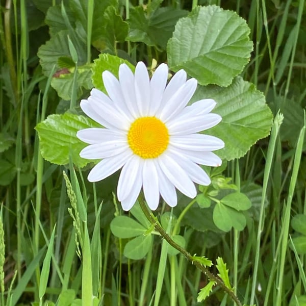 Daisy print