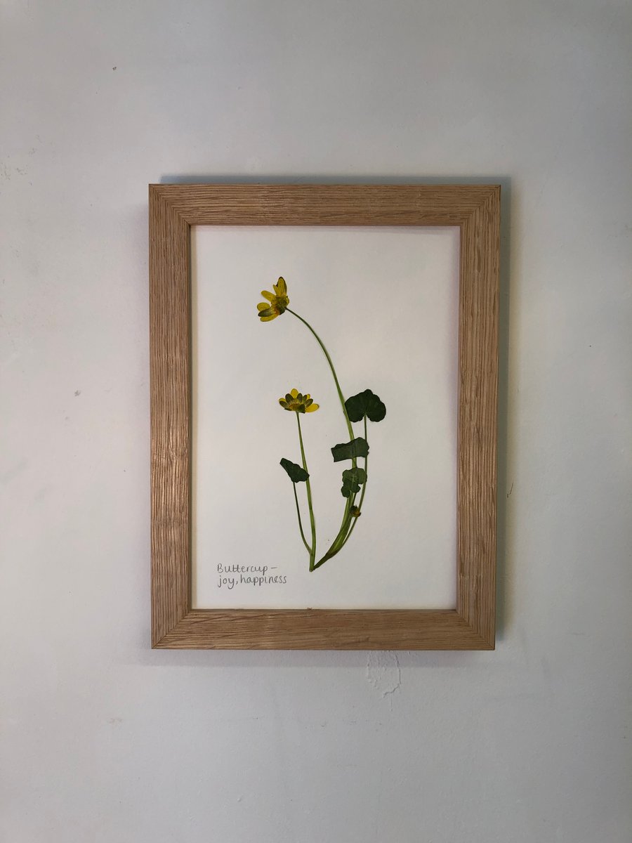 Pressed Buttercup flower, framed in oak - A5