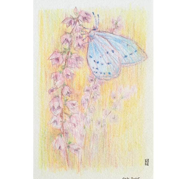 Holly Blue Butterfly on a pink flower, small original drawing, wall art