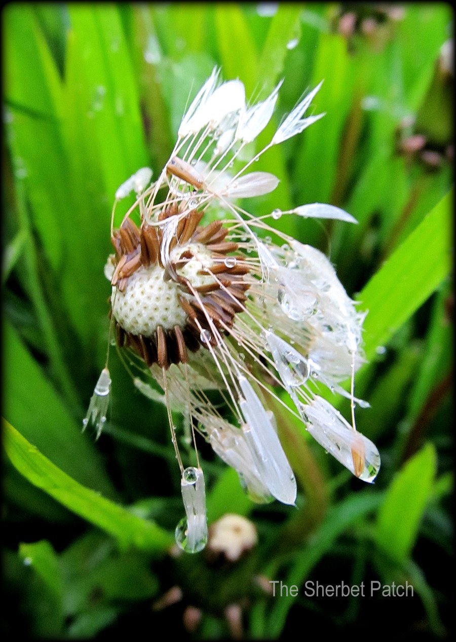 Nature's Diamonds.  Blank card featuring an original photograph.