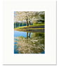 White Cherry Blossom LakeTrees Flowering Spring Wiltshire, Free UK Postage      - Image 2