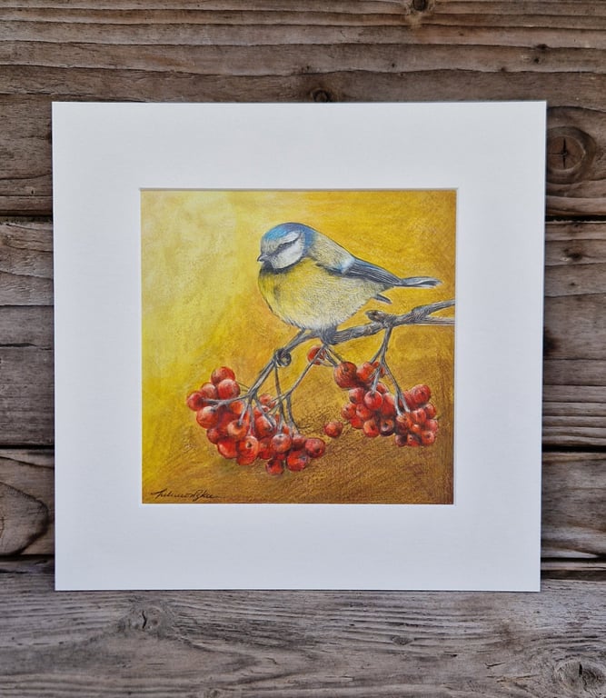 Eurasian blue tit (2021)