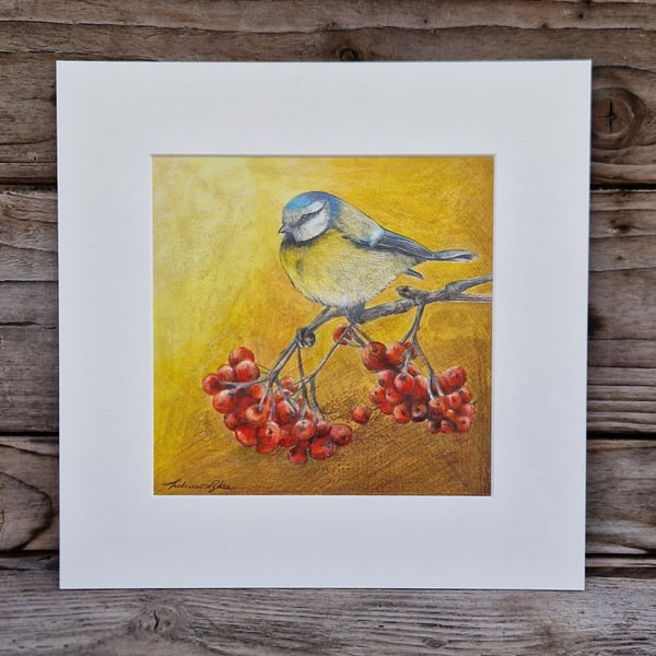 Eurasian blue tit (2021)