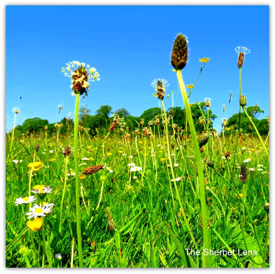 A bee's eye view.  A blank, photographic card.    