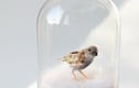 Miniature Birds