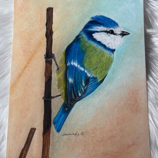 Original Blue Tit Drawing – Colour Pencil & Pastel Background